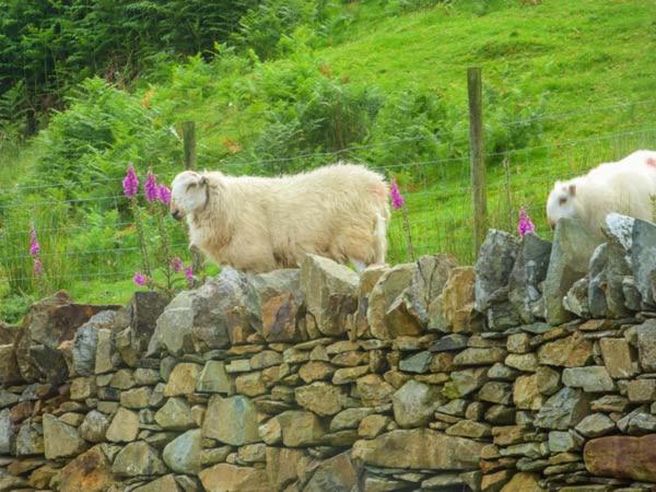 Tyn Llwyn Villa Dolgellau Bagian luar foto
